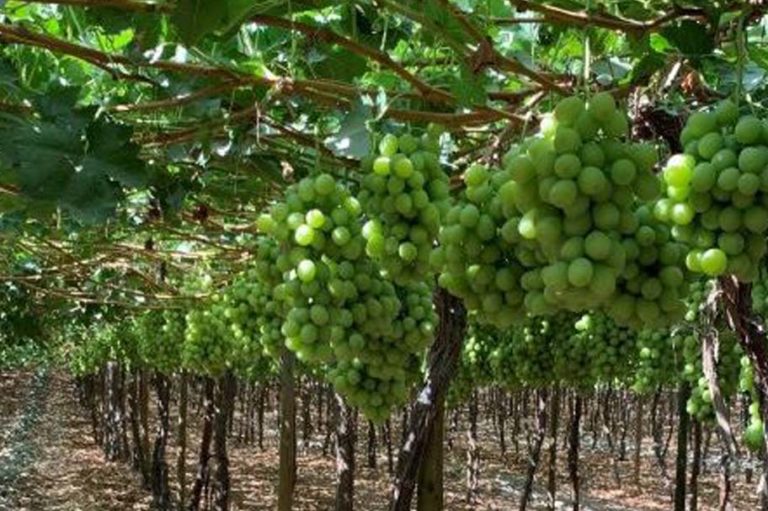 CHINA DEMAND INCREASING FOR IVORY & TIMPSON SNFL Group